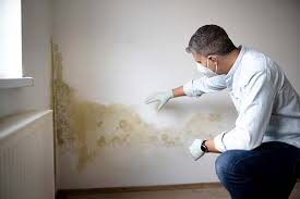 Best Black Mold Removal  in Jackson, OH